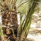 فسايل خلاص نجران