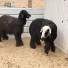 شوهات عرب صنف