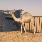 للبيع بكره شكل وسلاله فل