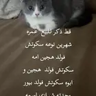 قطه سكوتش فولد