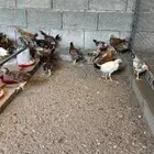 صوص بلدي