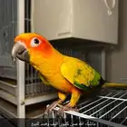 صن كنيور الشمسي او منجاوي