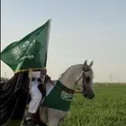 حصان عربي اصيل