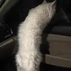 قطط ذكر للتبني هادي معه اغراضه معقم ابي شخص يخاف الله