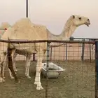 لقحه وضحاء