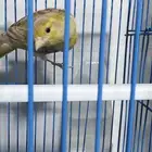 انثى كناري