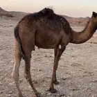 بكره للبيع
