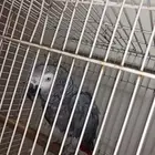كاسكو عمره 5 سنوات متكلم اليف بس ما يطلع على اليد