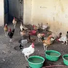 داجاج وديوك بلدي