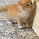 قط شيرازي
