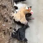 للبيع دجاج براهما اصل سلاله كونك