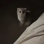 قطه سكوتش فولد انثى