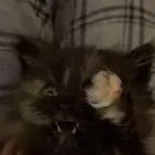 بسة تورتيلا للتبني