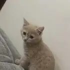 بسه للتبني.