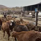 طليان سواكن بهم حمري لا يفوتكم يا أهل