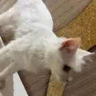 لتبني