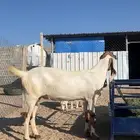 معزا العدد ثنين