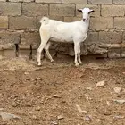 محايل