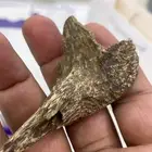 عود سومطري مميز