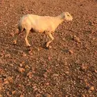 لبيع شاه حايل