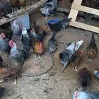 ديوك وفراريج فيومي وبلدي