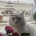 قط للتبني ذكر شيرازي
