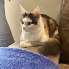 قطط للتبي المبرز