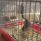 عصفور زيبرا للبيع مع القفص والأكل