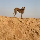 سلقه