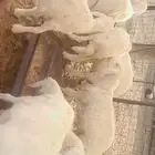 10 طليان ذبايح