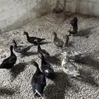 بط موسكوفي