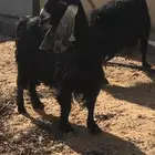 معزاء دفيع مضاريع ثلاث شهور العدد 2