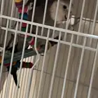 عصفور كروان يرقص يعني يلعب يطير أنثى رصاصي