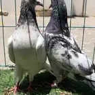 حمام باكستاني زوج