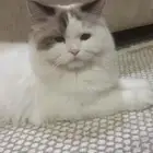 تزاوج ذكور