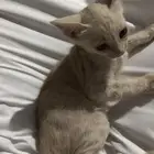 قطط بلدي للتبني