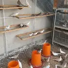 حمام يا كريم قماري