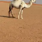 عشرا ضريبة