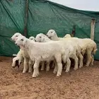 بهم حري انضاف وبريات