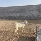 تيس بلدي