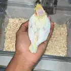 تم البيع ب السعر المطلوب