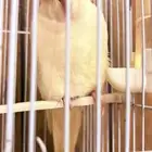 السلام عليكم كروان البينو أنثى يسمع الكلام واحيانا يعض
