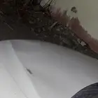 نايوتا كامري GL