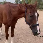 حصان انقليزي.