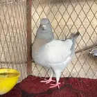 للبيع مجموعة كنوق اجواز