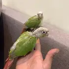 فروخ كنيور هدد بدايه طيران