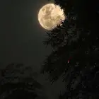 مطلوب حلال للبيع ضان او معزا مراح اي عدد