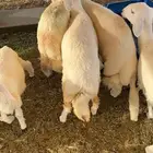ذبايح للبيع