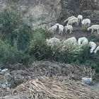 غنم مقاني طيبه