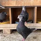قنادي كوريه